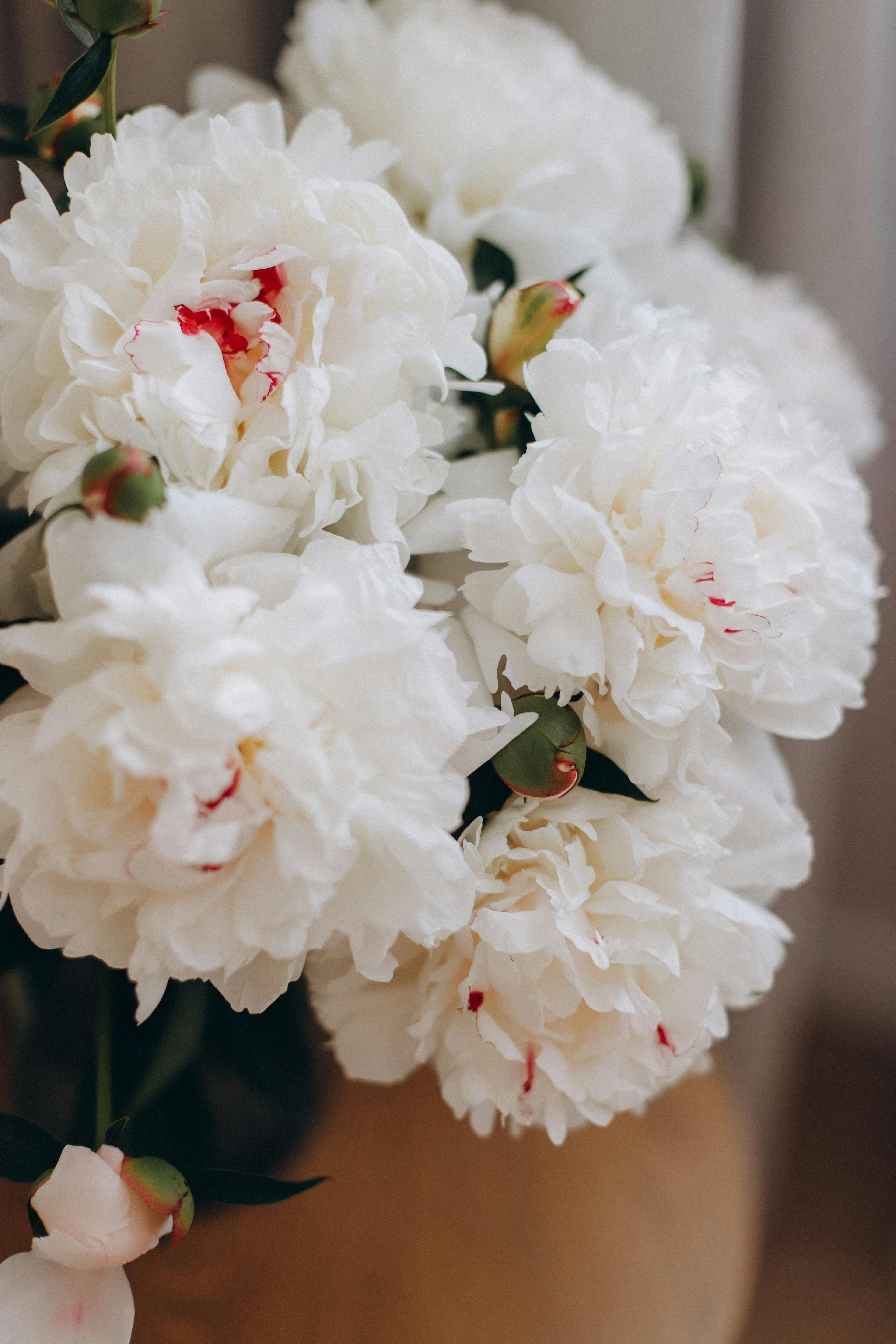 Pink peonies